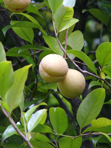 Fruit of Nutmeg Tree
