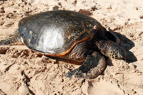Save the Sea Turtles International