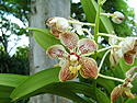Photo 5 - Hybrid Orchid