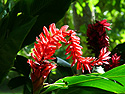 Photo 4 - Red Ginger