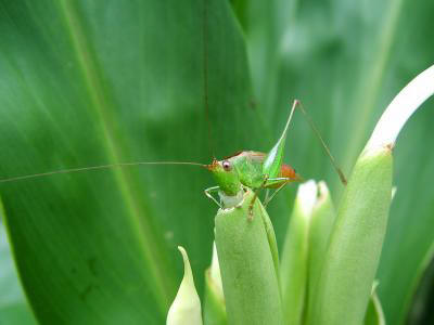 Grasshopper on White Ginger Manoa Falls Trail 