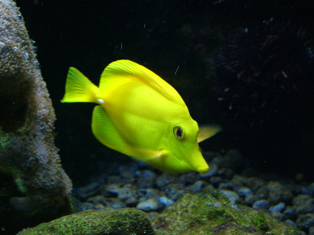 Yellow Tang
