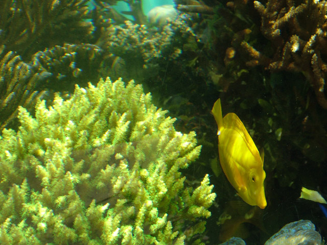 Yellow Tang & Cauliflower Coral