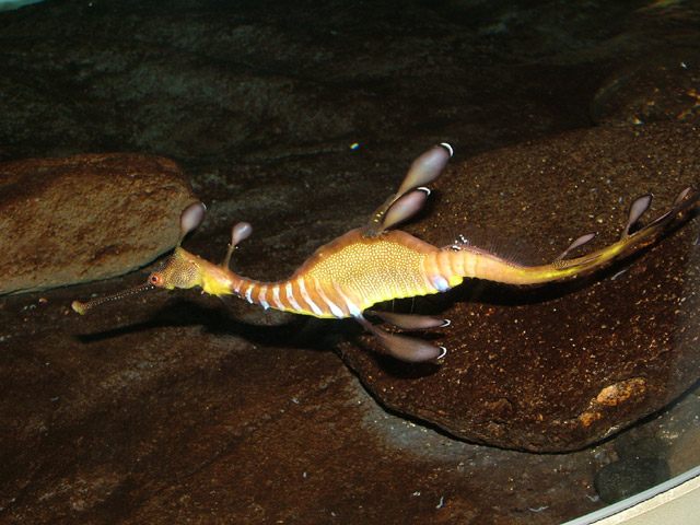 Seadragon