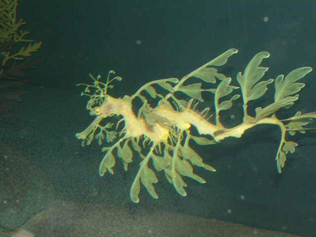 Leafy Seadragon