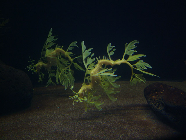 Leafy Seadragon Swim in Pairs