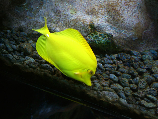 Yellow Tang 2