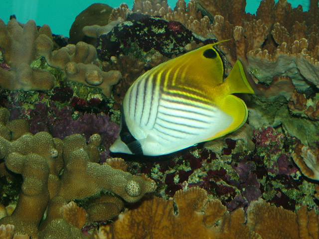 Raccoon Butterflyfish