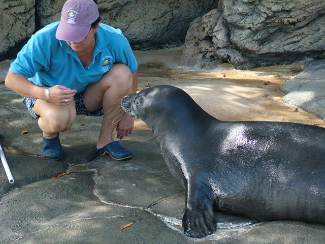 Hawaiian Monk Seal