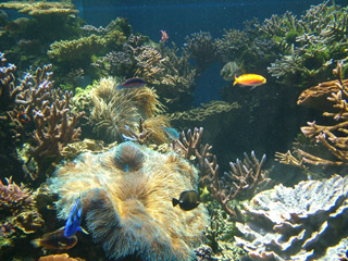 Exotic Tropical Fish & their Living Corals