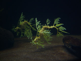 Leafy Seadragon Swim in Pairs