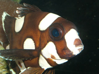Close-up of Clownfish