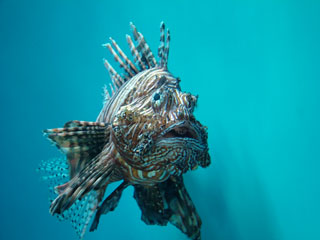 South Pacific Turkeyfish