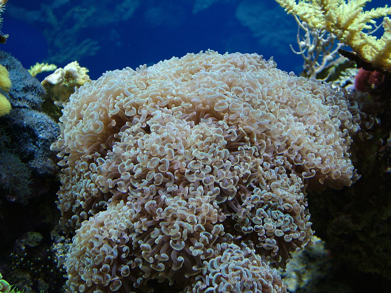 Living Corals