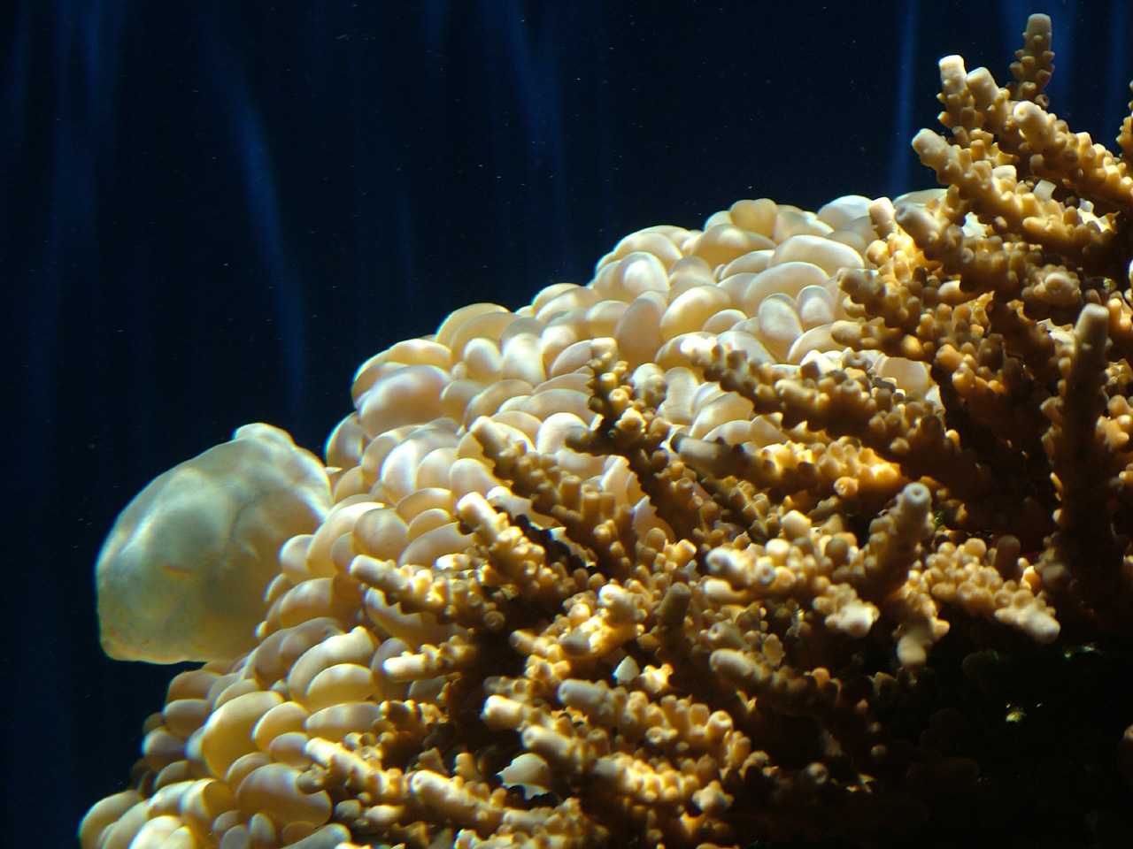 Living Staghorn Corals 
