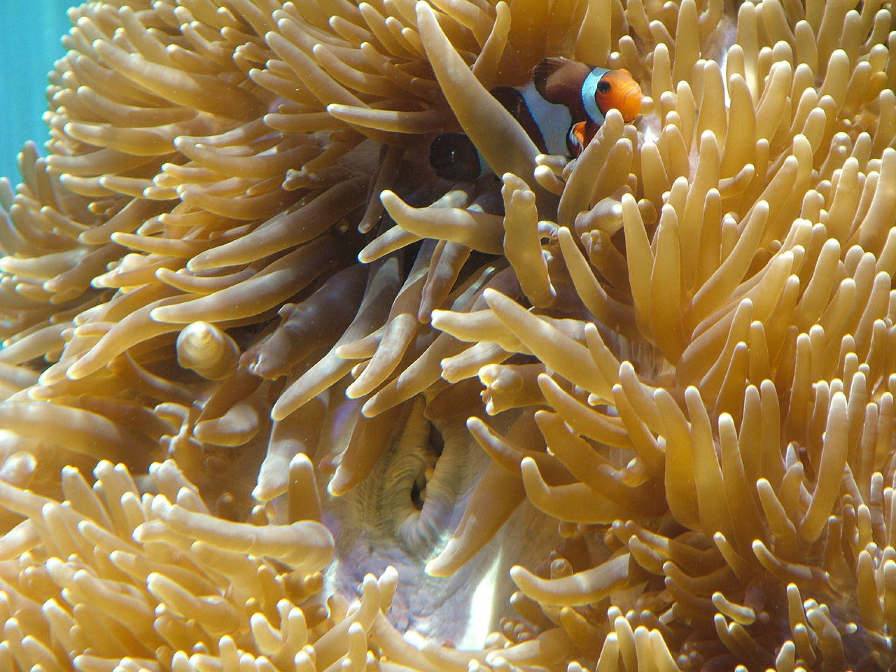 Anemonefish and Living Corals 