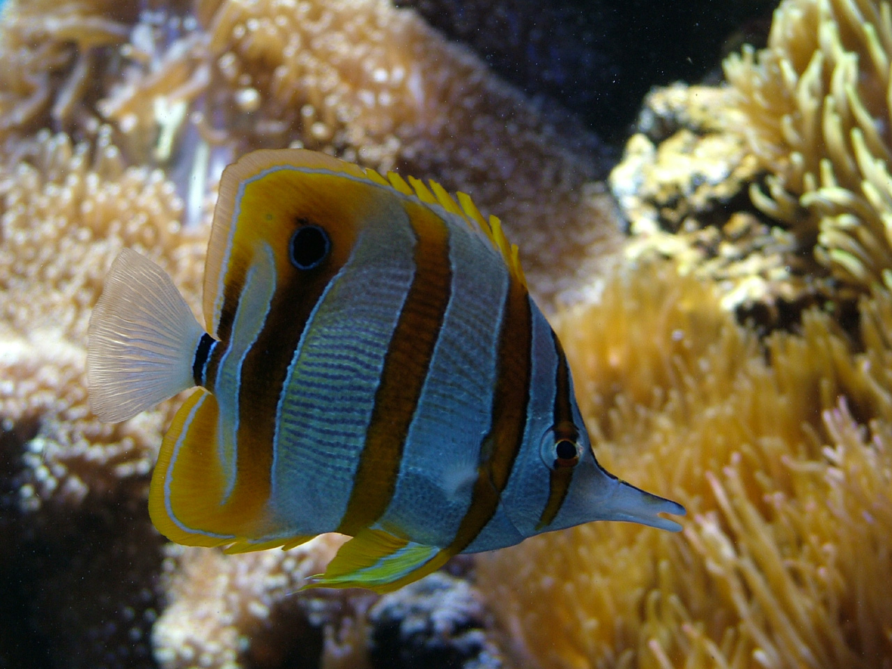 Longnose Butterflyfish