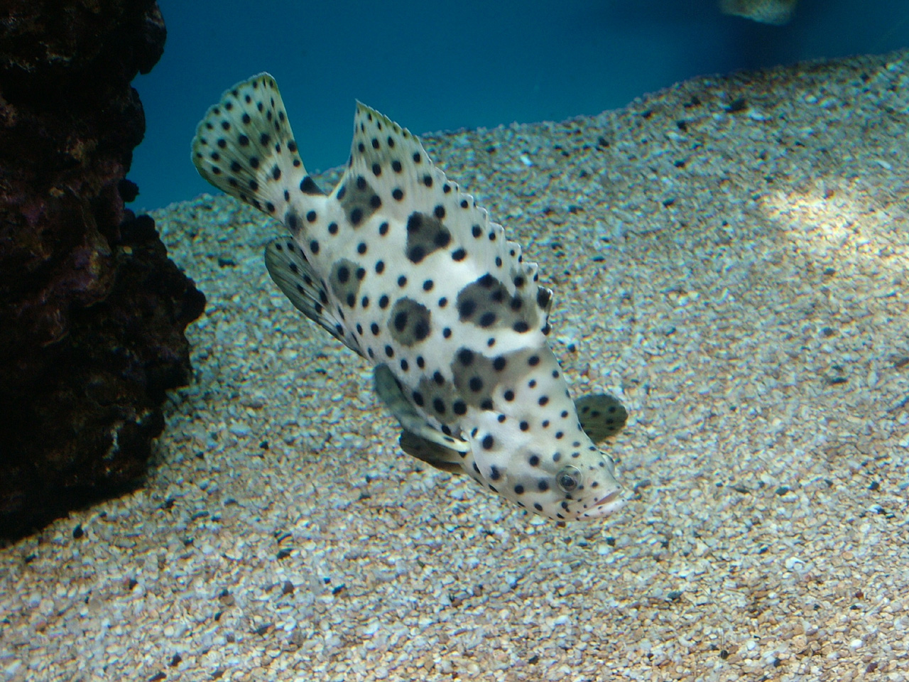 Spotted Pufferfish