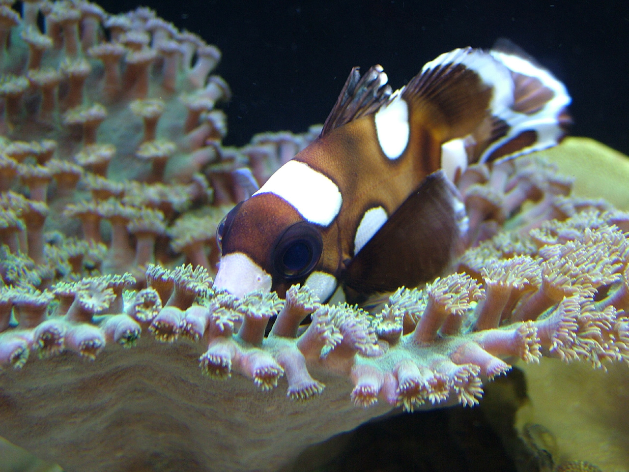 Anemonefish and Zoanthids Coral