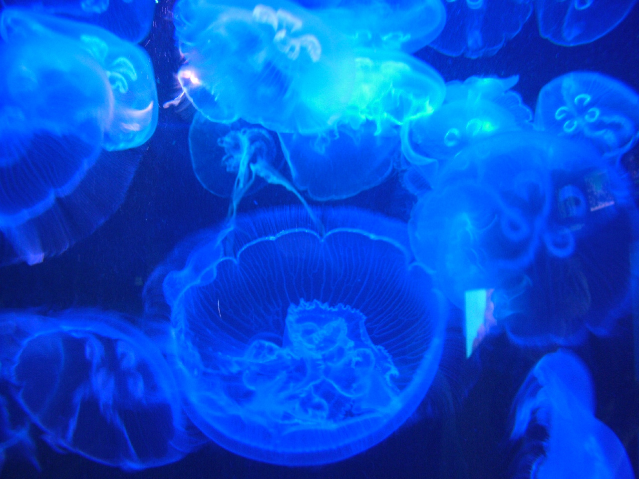 Portuguese Man of War