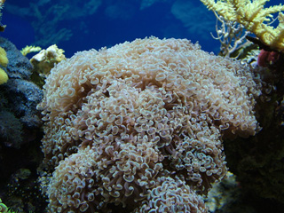 Living Mushroom Corals