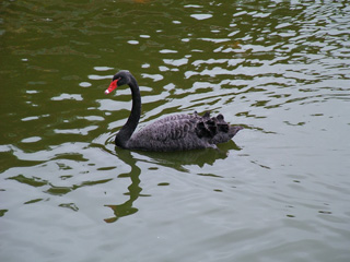 A black swan living at Byodo-in Temple.