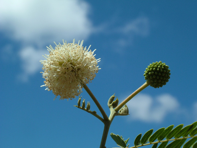 A blossom at Diamond Head Crater