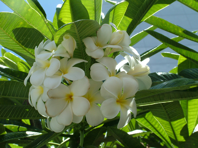 Plumerias