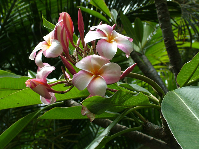 Plumerias