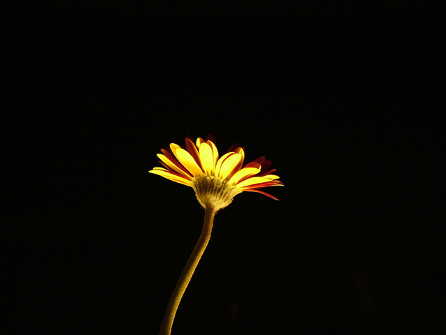 Daisy