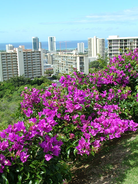 Bougainvilleas