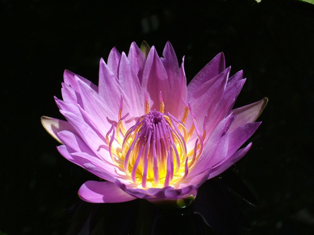 Lotus
