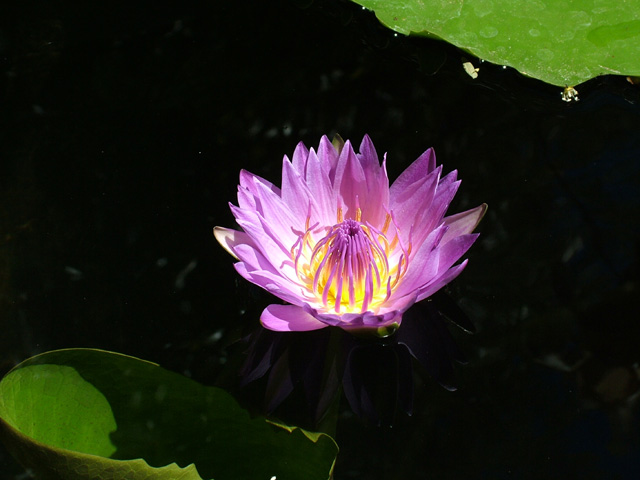 Lotus