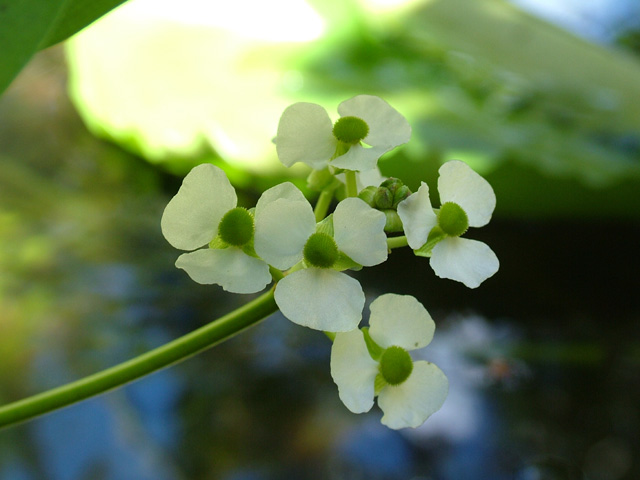 Orchid