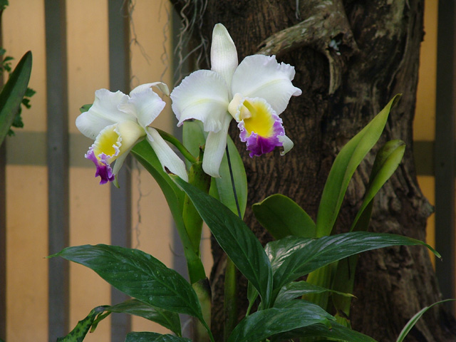 Orchid