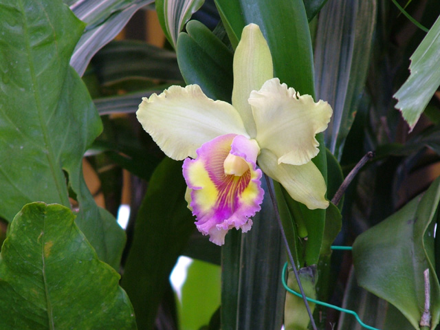 Orchid