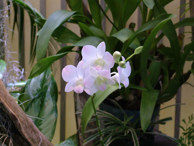 Orchid