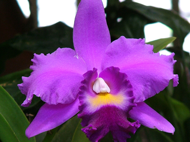 Orchid