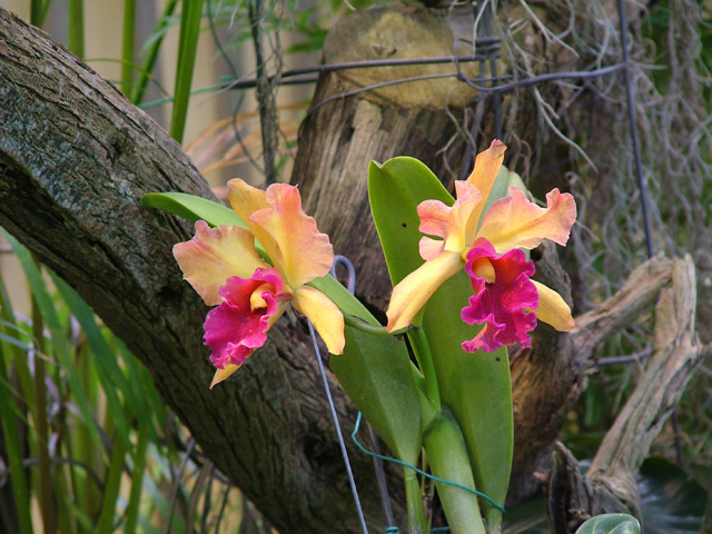 Orchid
