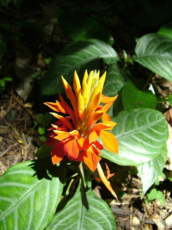 Heliconia