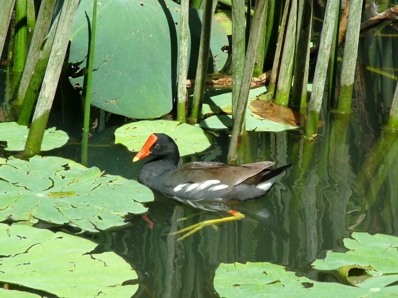 Red nose Bird