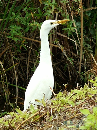 Bird at Kawainui