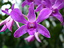 Photo 3 - Fushia Orchid