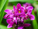 Photo 3 -  Purple Ground Orchid at Lyon Arboretum