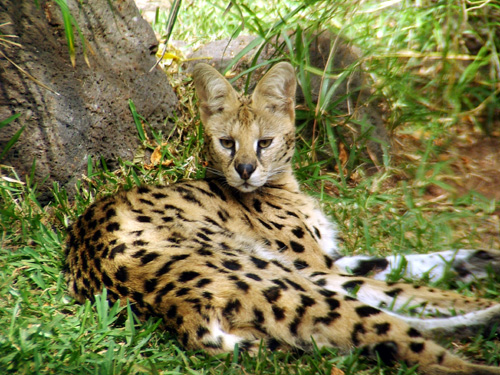 The Serval is a carnivorous feline that feeds on small hoofed mammals, birds and rodents in it's native habitat of the African Savannas and woodlands.