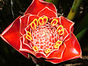 Photo 1 - Torch Ginger