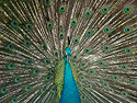 Photo 2 -Male Peacock  showing off. 
